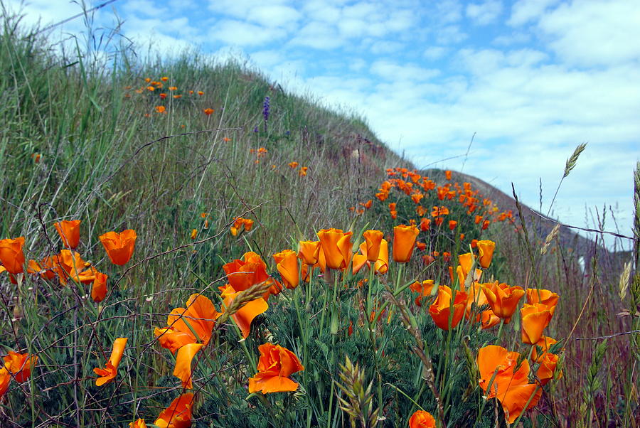 Poppy Photograph - California Poppies On A Hillside by Don Bendickson