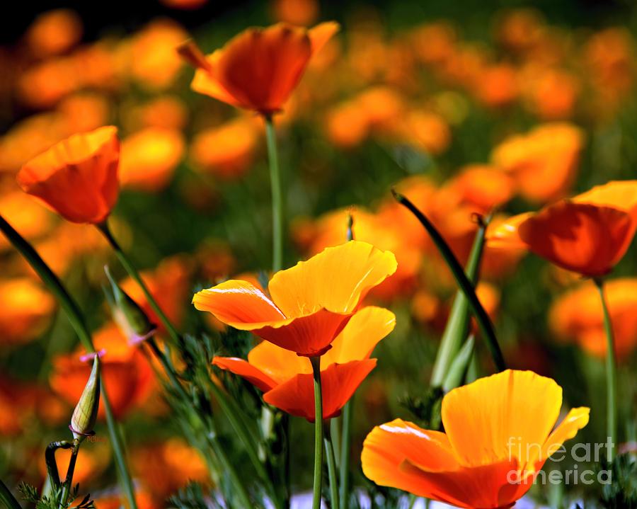 California Poppies Photograph by Patrick Witz