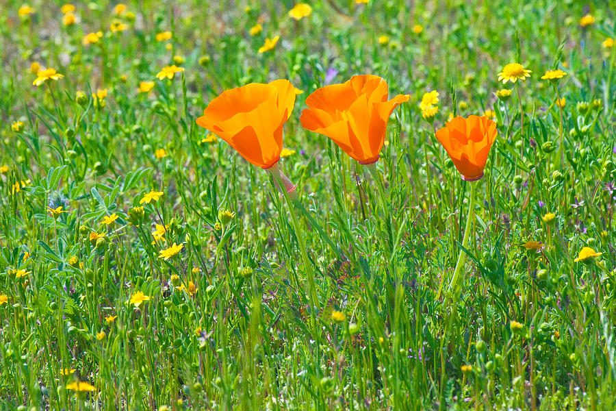California Poppies Photograph
