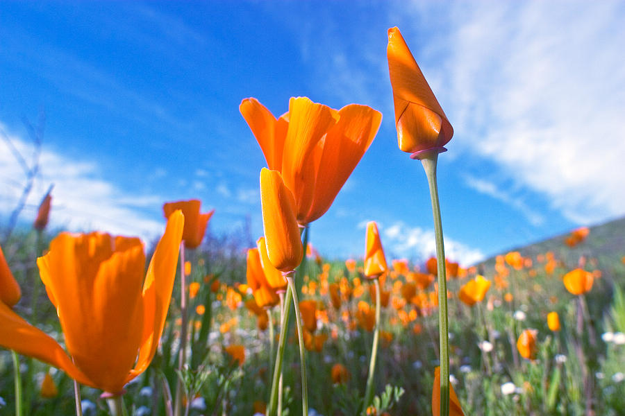 Poppy Photograph - California Poppies   by RM Vera