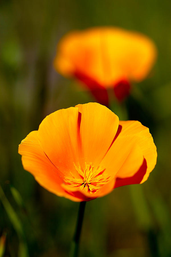 California Poppy 1 Photograph by Robert Woodward