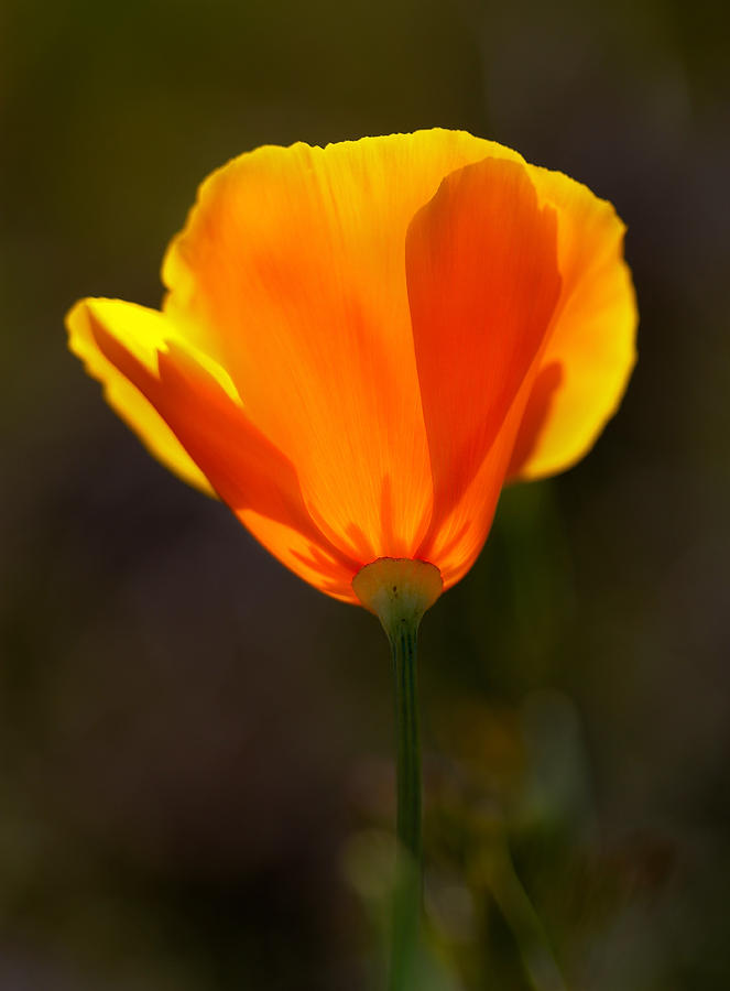 California Poppy 2 Photograph by Robert Woodward