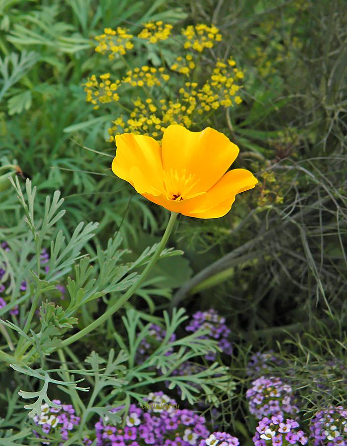 California Poppy and Dill  Photograph by Chris Berry