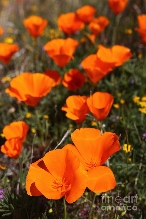California Poppy Photograph by Bill Singleton