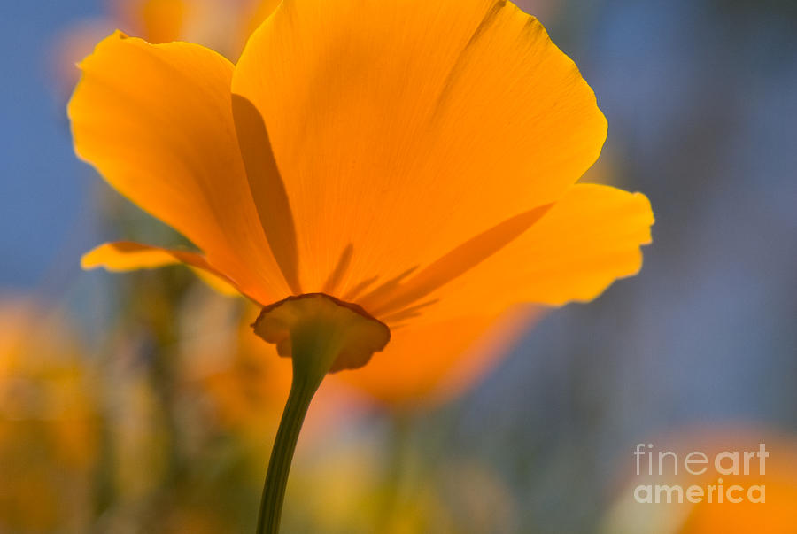 California Poppy Photograph by Chris Scroggins
