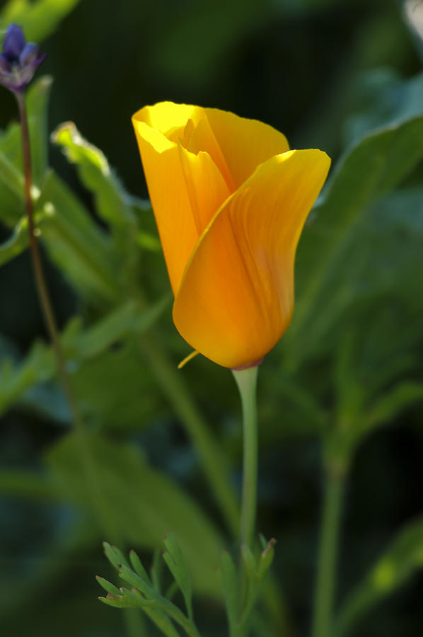 California Poppy Closeup 2 Photograph by Lee Kirchhevel
