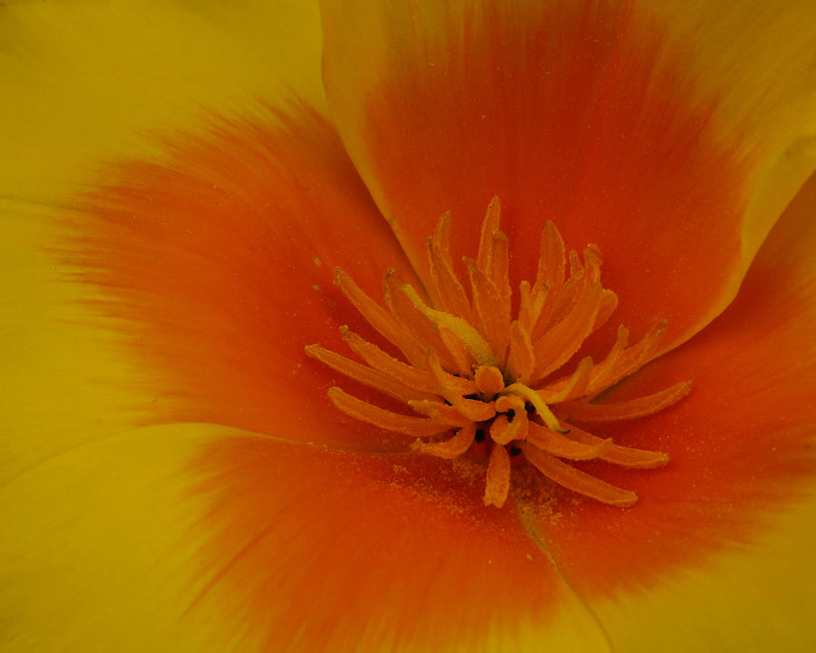 California Poppy Closeup Photograph by Lee Kirchhevel