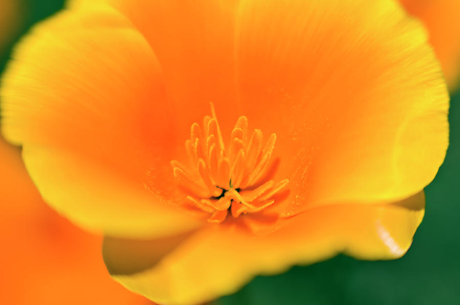 Poppy Photograph - California Poppy Detail, Antelope by Russ Bishop