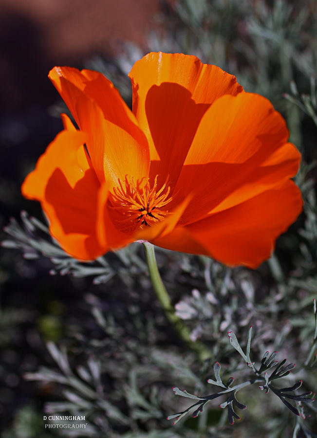 California Poppy Photograph by Dorothy Cunningham