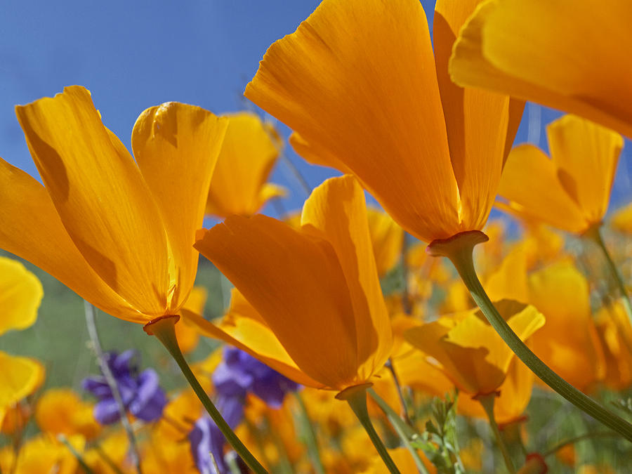 California Poppies Photograph by Tim Fitzharris