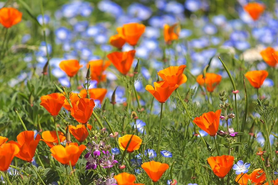 California Poppy field Photograph by Liz Vernand