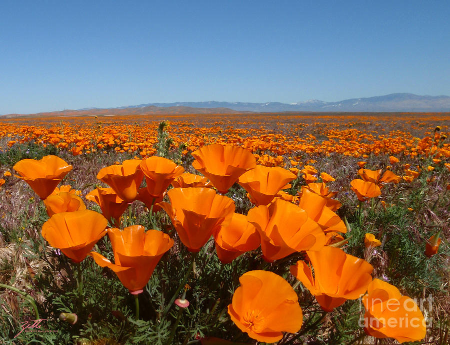 California Poppy Field Photograph By Suzette Kallen   California Poppy Field Suzette Kallen 