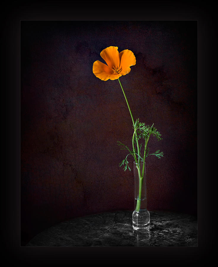 California Poppy In Vase Photograph by Endre Balogh