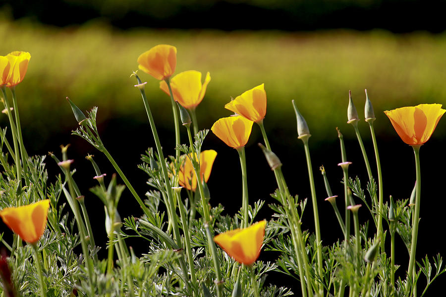 California Poppy Photograph by Ivete Basso Photography