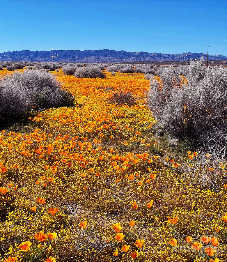 California Poppy Patch Photograph by Glenn McCarthy Art and Photography