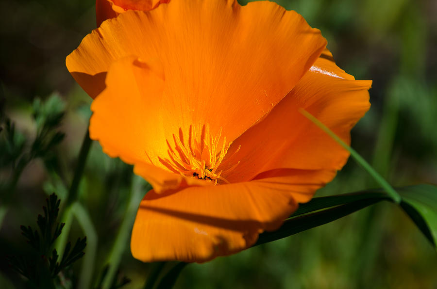 Spring Photograph - California Poppy by Tikvahs Hope
