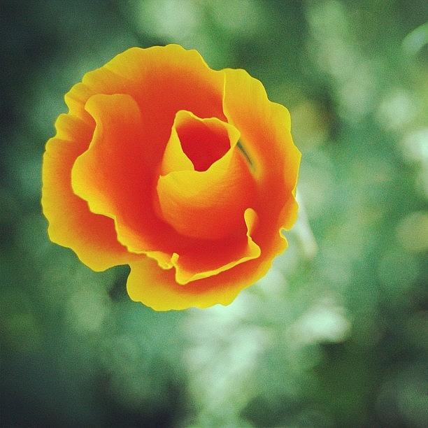 Poppy Photograph - California Poppy by Suzanne Clark
