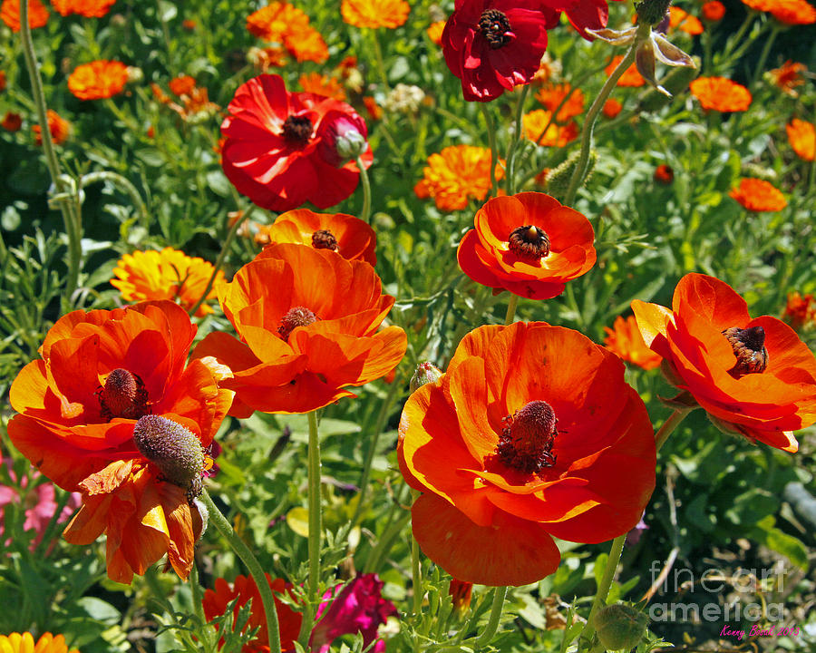 California Poppys Photograph by Kenny Bosak