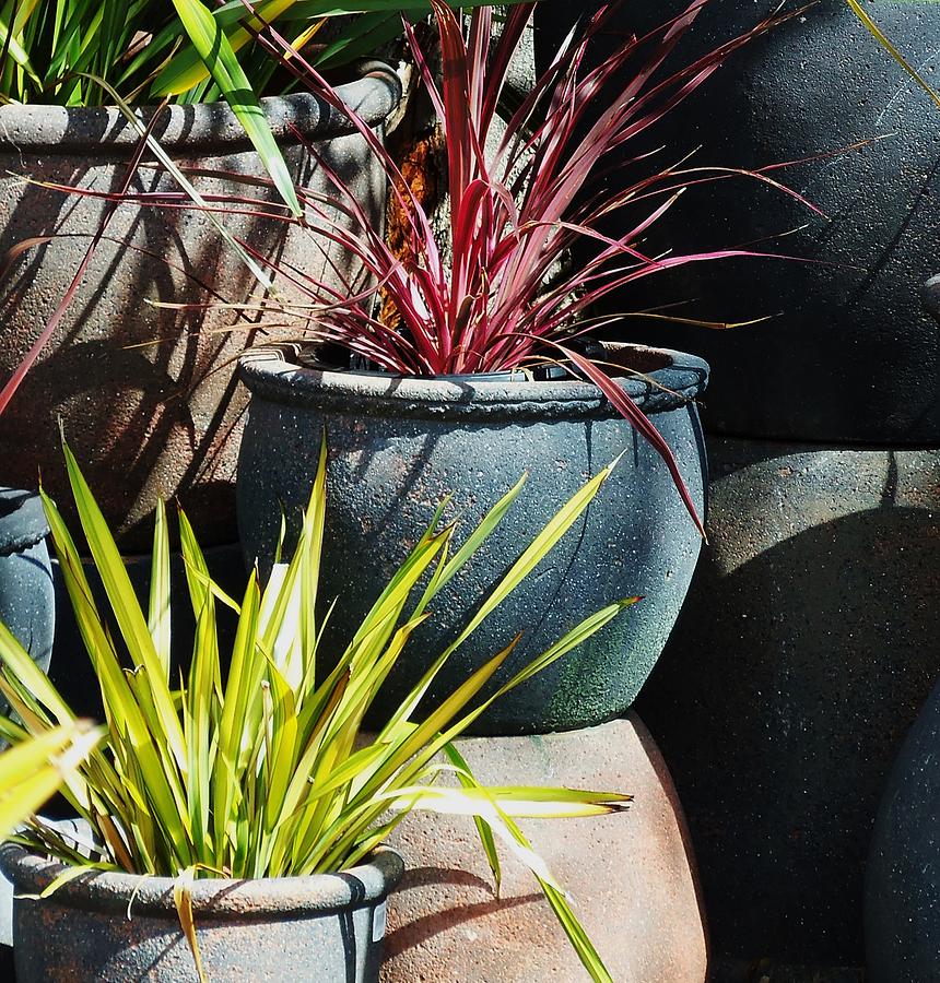 California Potted Plants Photograph by Jan Moore