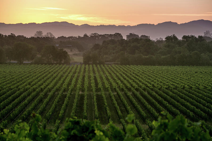 California Prepares For 2014 Grape Photograph by George Rose