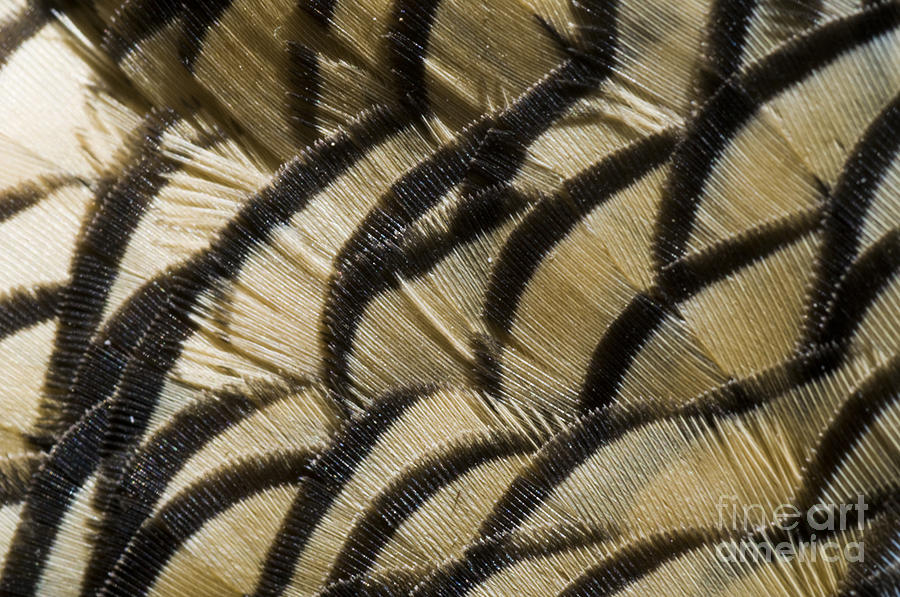 California Quail Breast Feathers Photograph by William H. Mullins