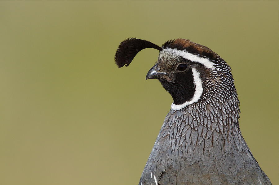 Nature Photograph - California Quail highly detailed portrait by Tom Reichner