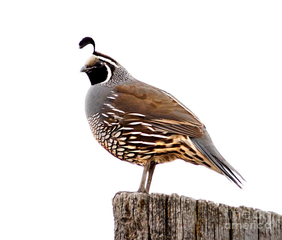 California Quail Photograph by Robert Bales