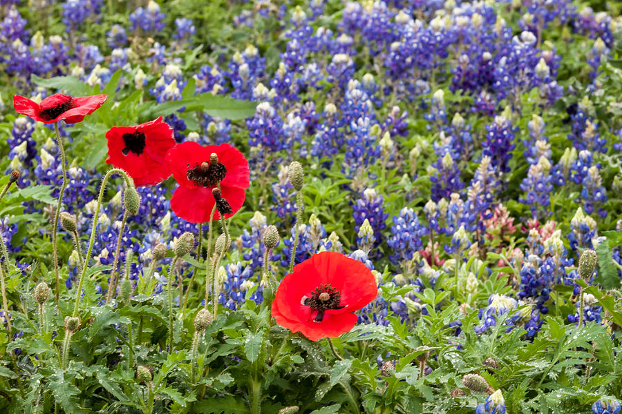 California Red and Texas Blue Photograph by Melinda Ledsome