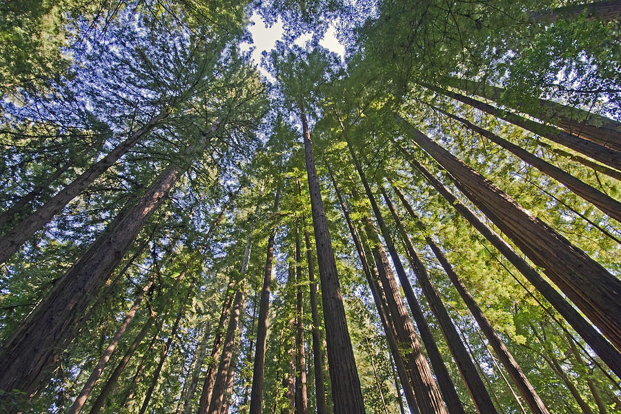 California Redwood Forest Photograph by Brendan Reals