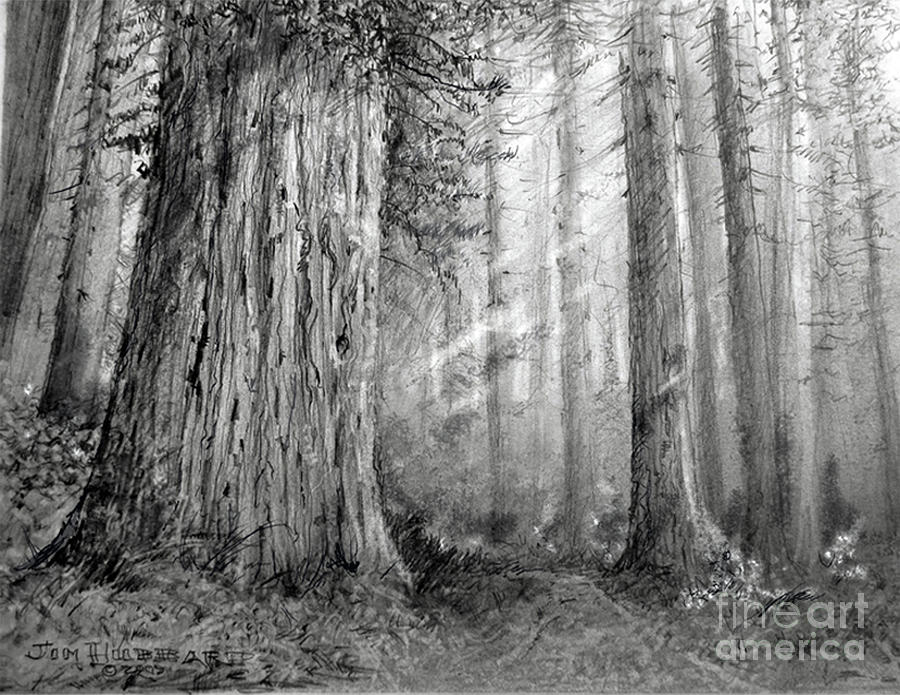 Pen ink drawing of a redwood tree forest canopy on Craiyon
