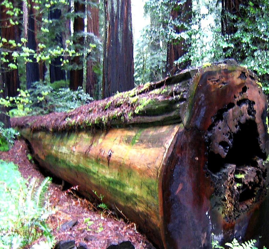 California Redwoods 2 Digital Art by Will Borden