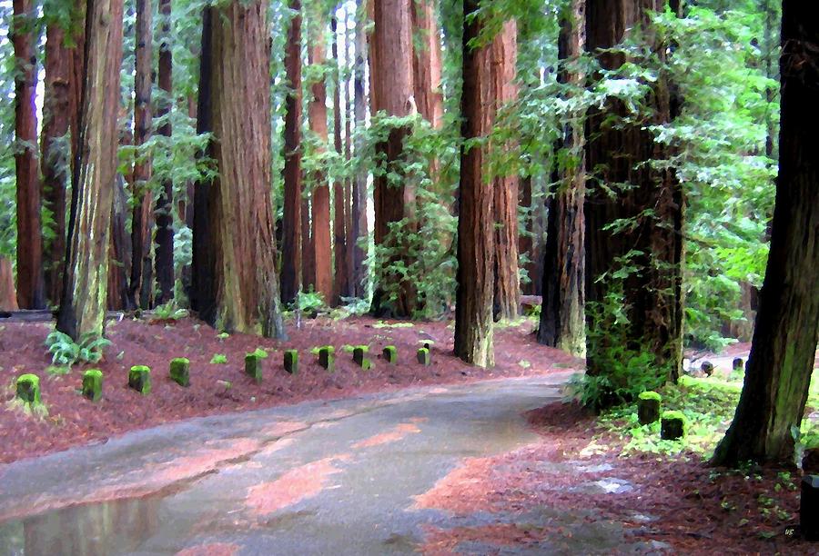 California Redwoods 3 Digital Art by Will Borden