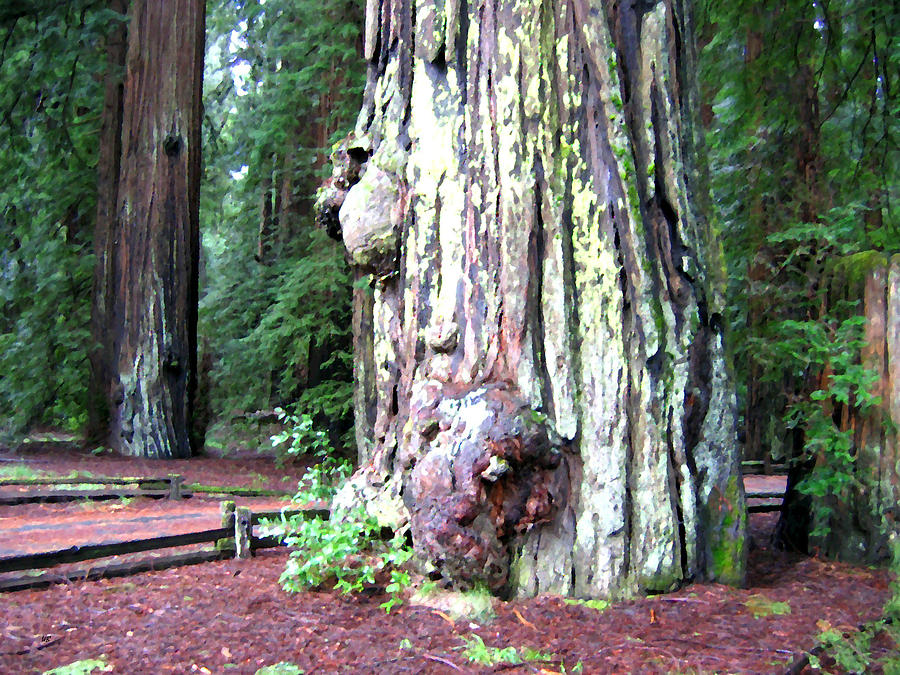 California Redwoods 4 Digital Art by Will Borden
