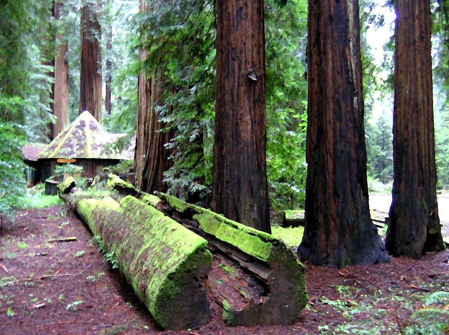 California Redwoods 5 Digital Art by Will Borden