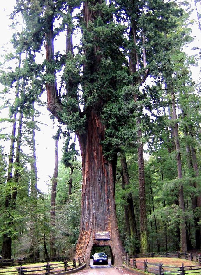 California Redwoods 6 Digital Art