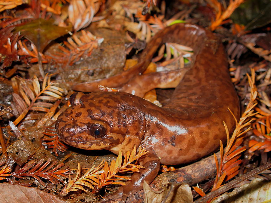 California Redwoods Salamander Photograph by John King I I I