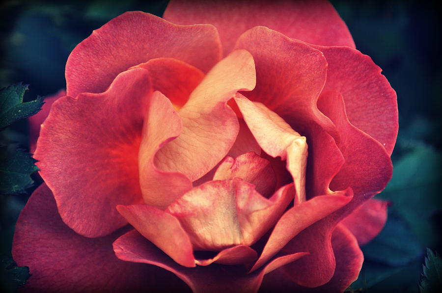 California Rose  II Photograph by Lisa Holland-Gillem