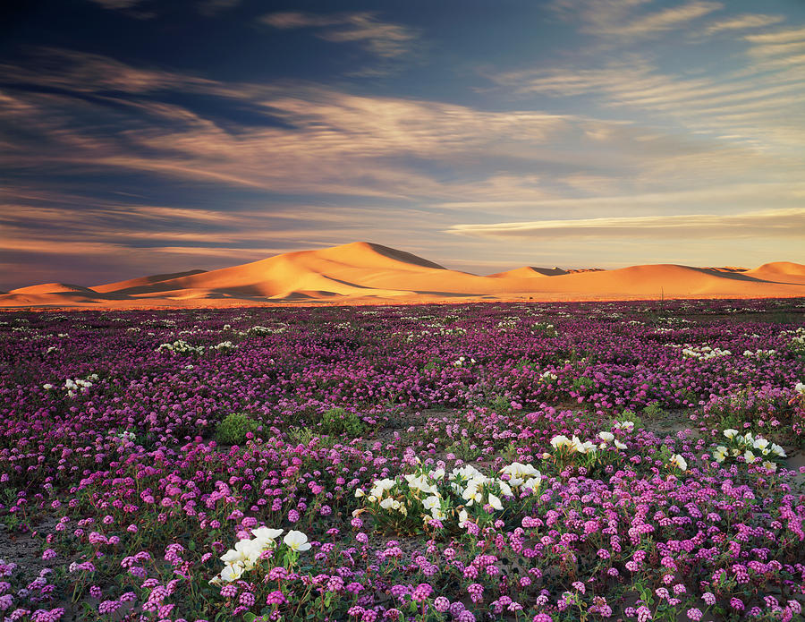 Sunset Photograph - California, Sand Verbena Wildflowers by Christopher Talbot Frank