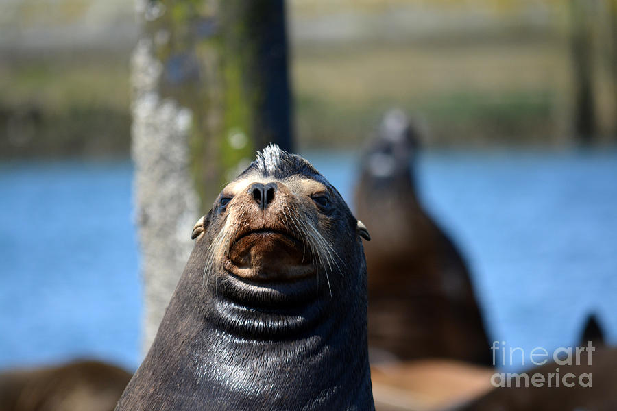 California Sea Lion Photograph by Gayle Swigart