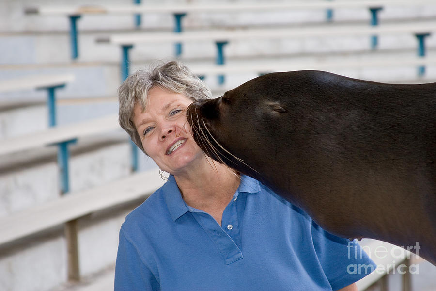 Animal Photograph - California Sea Lion Giving A Kiss by Gregory G. Dimijian