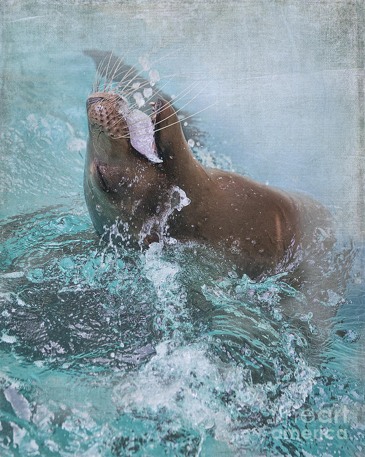 Animal Photograph - California Sea Lion - Houston Zoo by TN Fairey