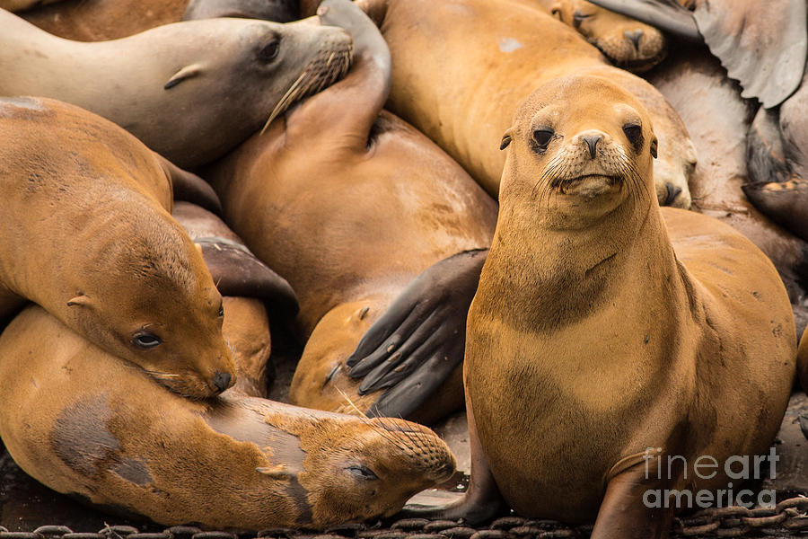 California Sea Lion Looking at You Photograph by Natural Focal Point Photography