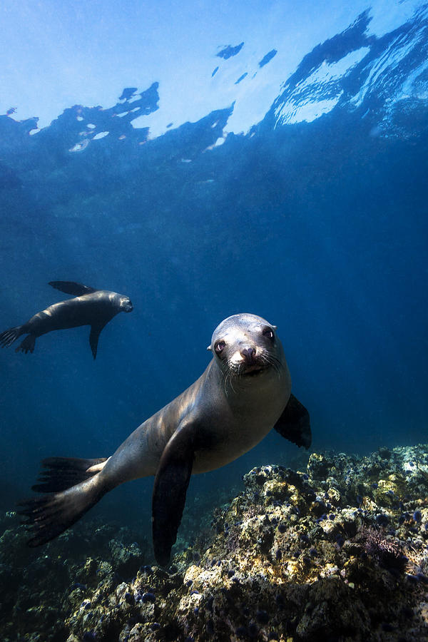 California Photograph - California Sea Lion Portrait by Bryan Toro California Photograph - California Sea Lion Portrait by Bryan Toro