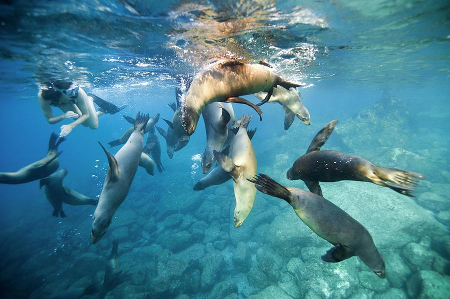 California Sea Lions And Snorkeller Photograph by Christopher Swann