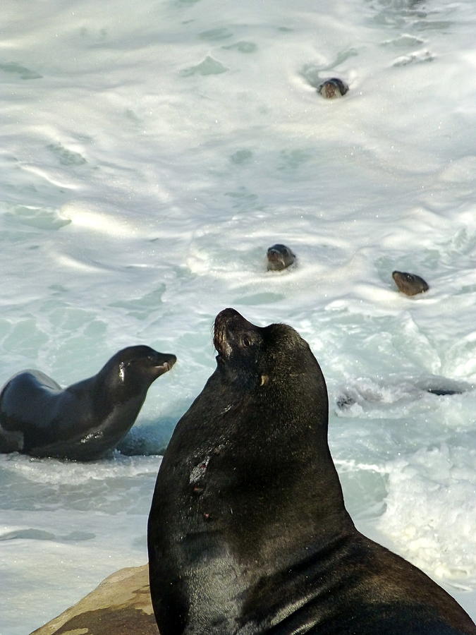 California Sea Lions  At High Tide Photograph by Amelia Racca
