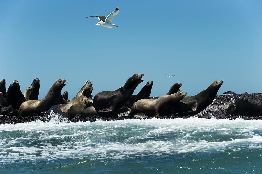 California Sea Lions Photograph by Christopher Swann