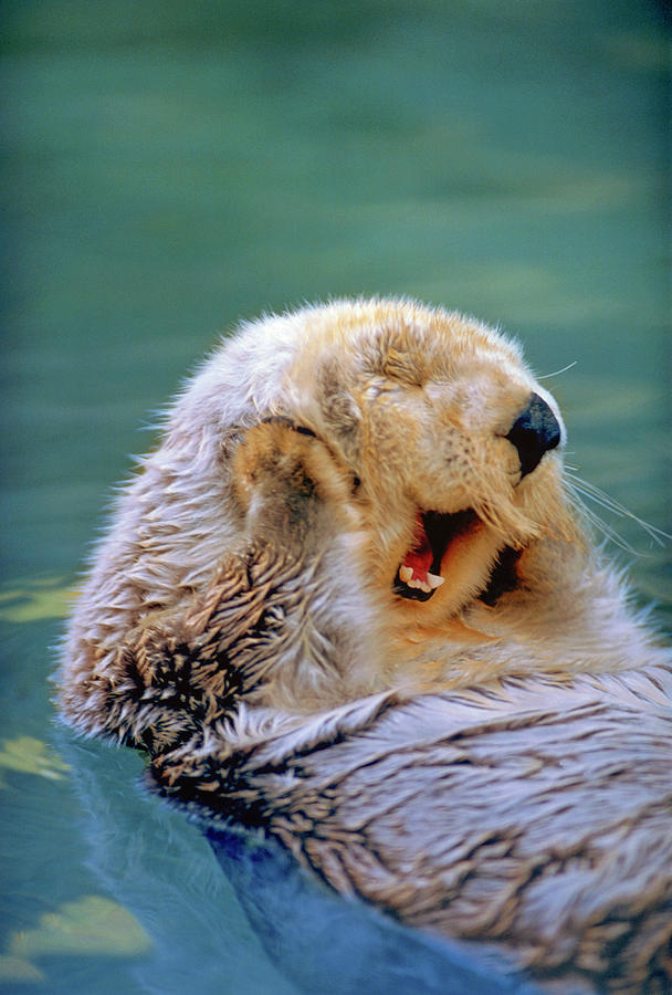 California Sea Otter Photograph - California Sea Otter Floating Face Up by Stuart Westmorland