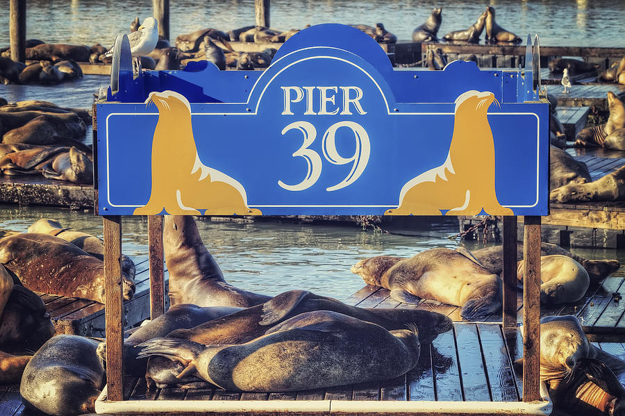California seal lions on Pier 39  - San Francisco 2 Photograph by Jennifer Rondinelli Reilly - Fine Art Photography