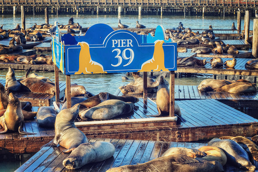 California seal lions on Pier 39 - San Francisco  Photograph by Jennifer Rondinelli Reilly - Fine Art Photography
