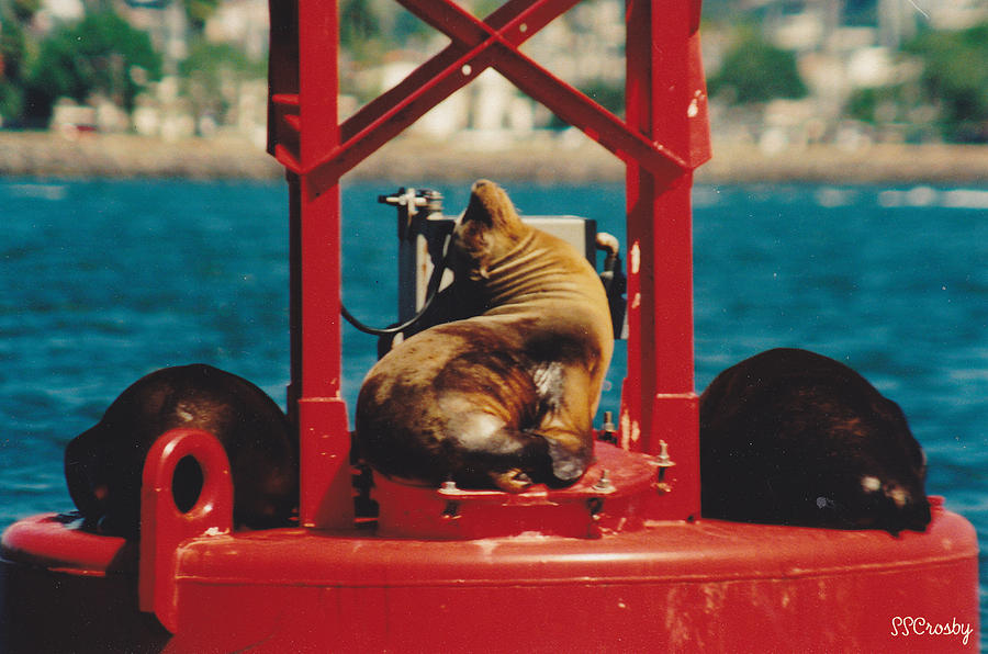 California Seals on Buoy 10 in the San Diego Harbor Photograph by Susan Stevens Crosby